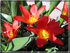 foto Tulipani